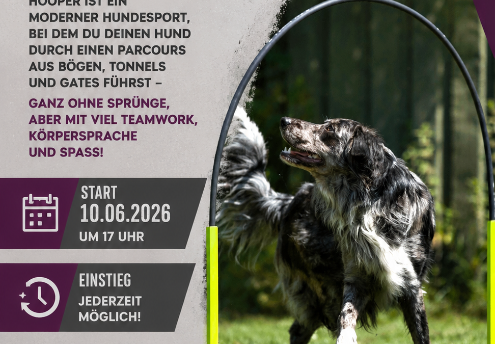 🐾 Hooper Training mit dem Hund 🐾