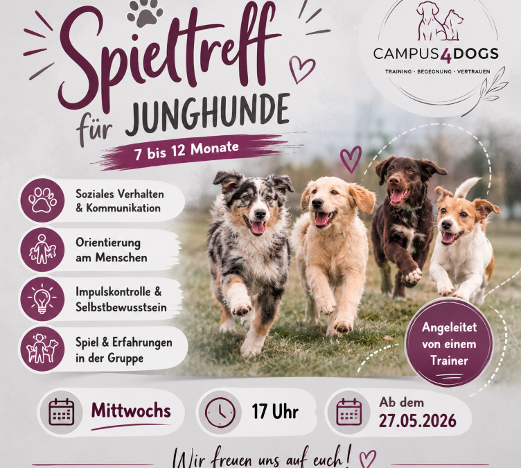 Junghunde Spieltreff Mittwochs 17 Uhr