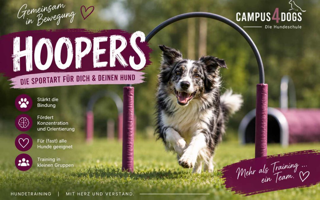 🐾Teilnehmer Platz Frei- Hooper Training mit dem Hund 🐾