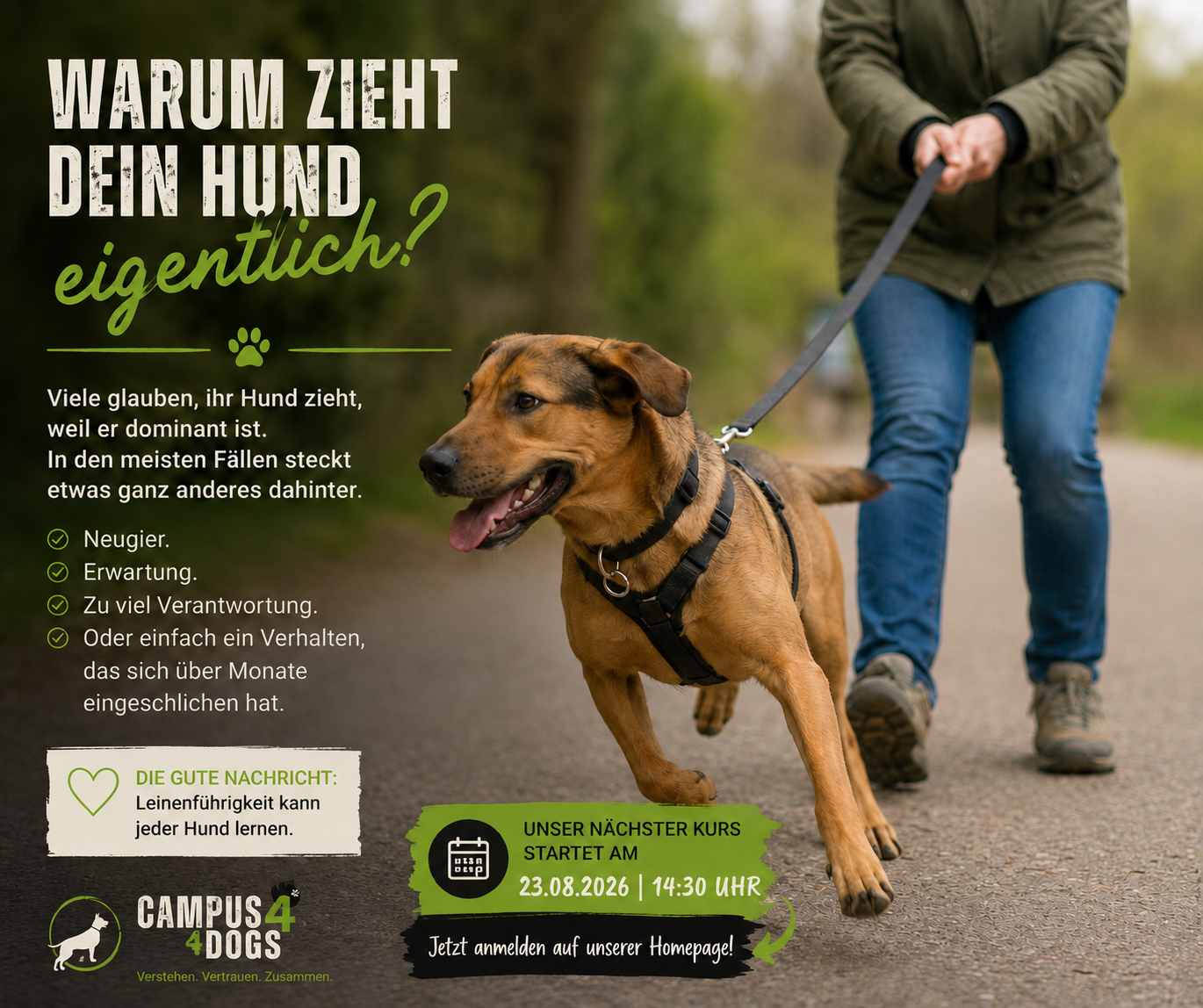 Hund zieht an der Leine beim Training zur Leinenführigkeit von Campus4Dogs in Bad Laer.