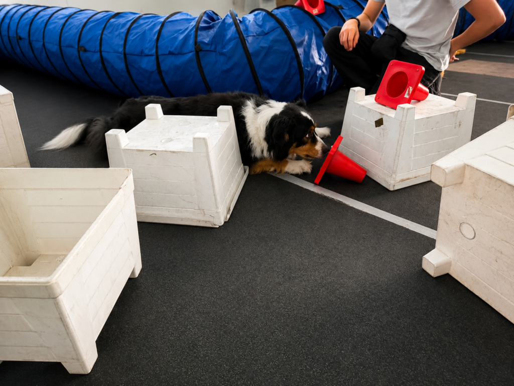 Ein Hund arbeitet konzentriert an einer Zielobjektsuche zwischen verschiedenen Trainingsgeräten in der Indoorhalle von Campus4Dogs.