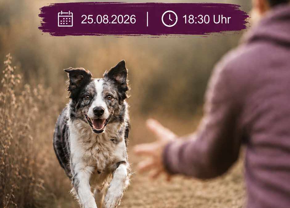 Rückruf-Training am 25.08.2026